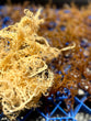 2oz Dried Seamoss | Natural Rich source of energy