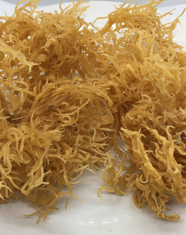 Saint Lucian Gold Sea Moss · 4 oz