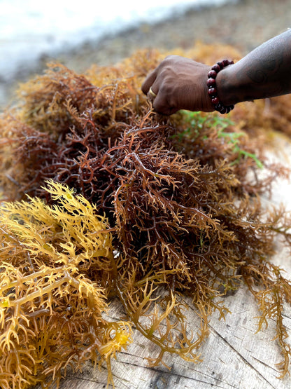 2oz Dried Seamoss | Natural Rich source of energy